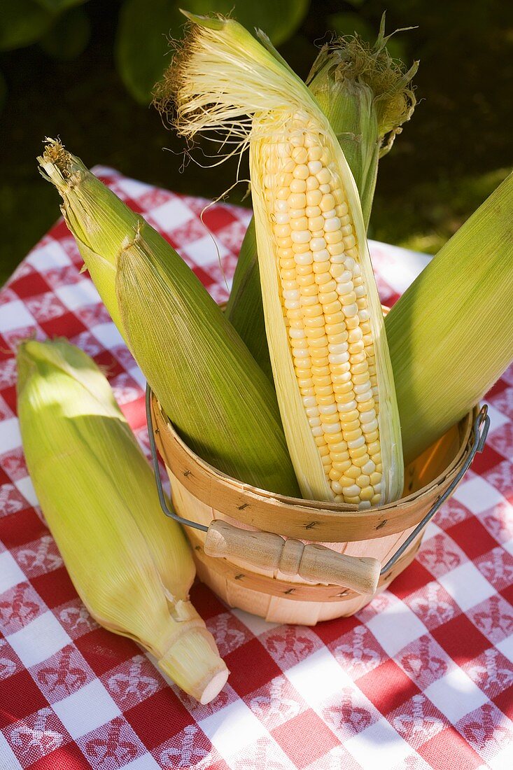 Corn cobs in wooden bucket