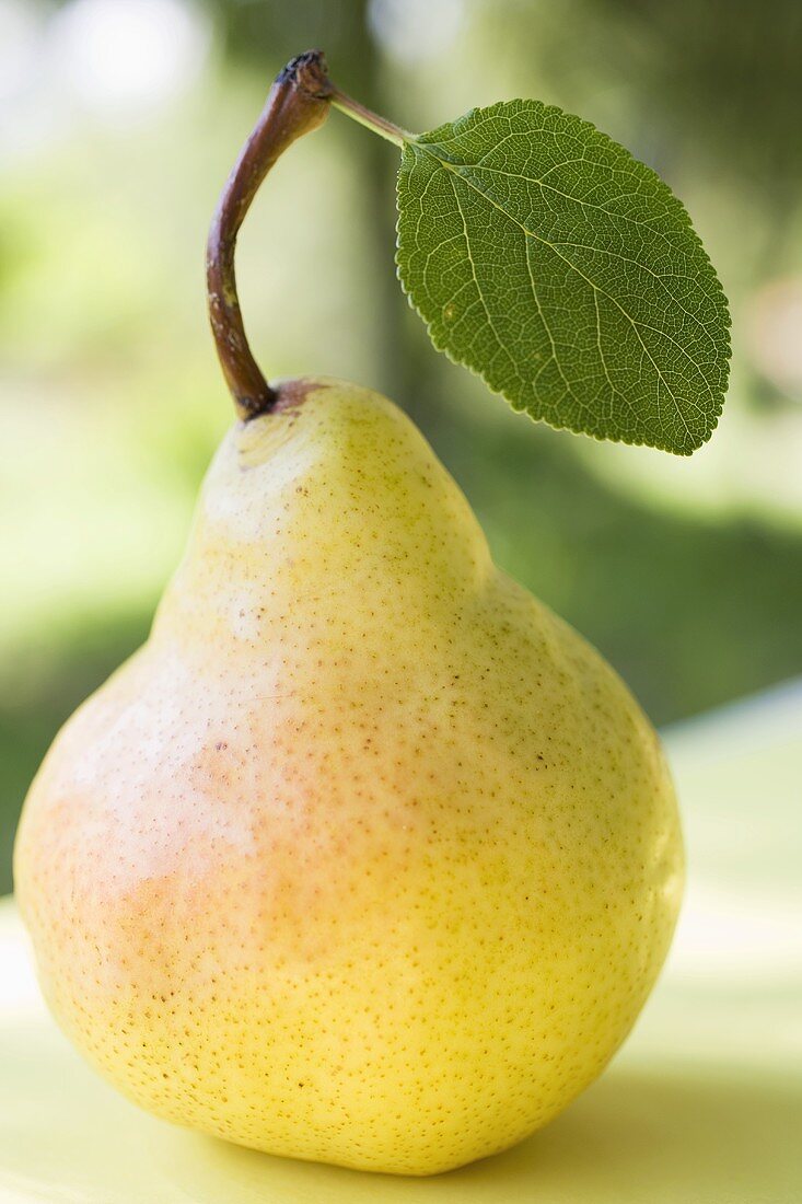 A pear with leaf