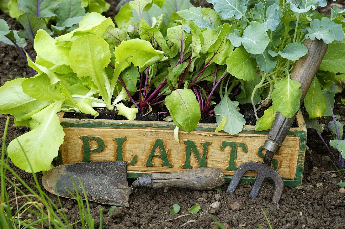 Young vegetable plants