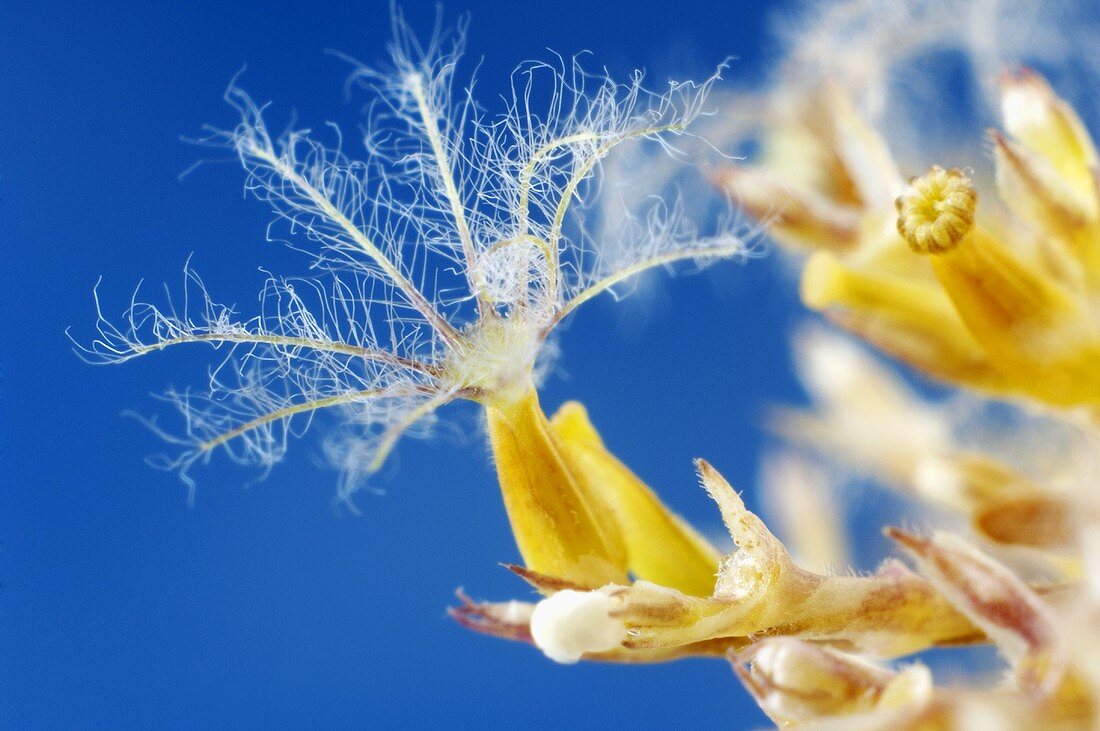 Valerian seeds (Valeriana officinalis)