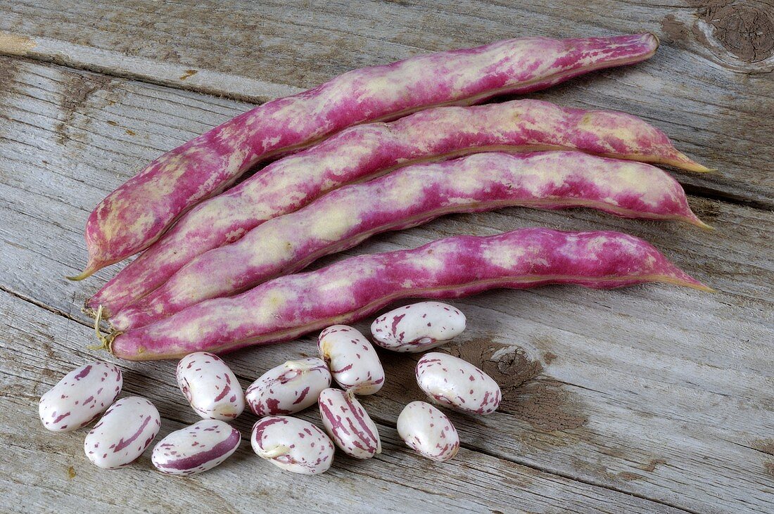 Fresh borlotti beans