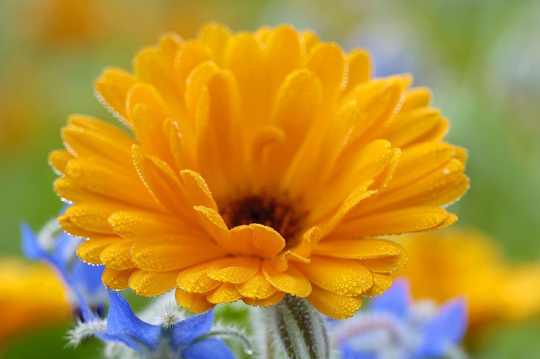 Eine Ringelblumenblüte und Borretschblüten