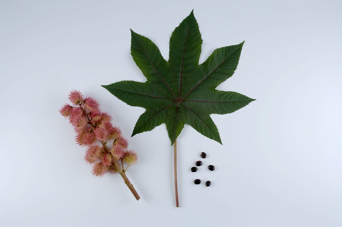 Fruit, leaf & seeds of the ricinus plant (castor oil plant)