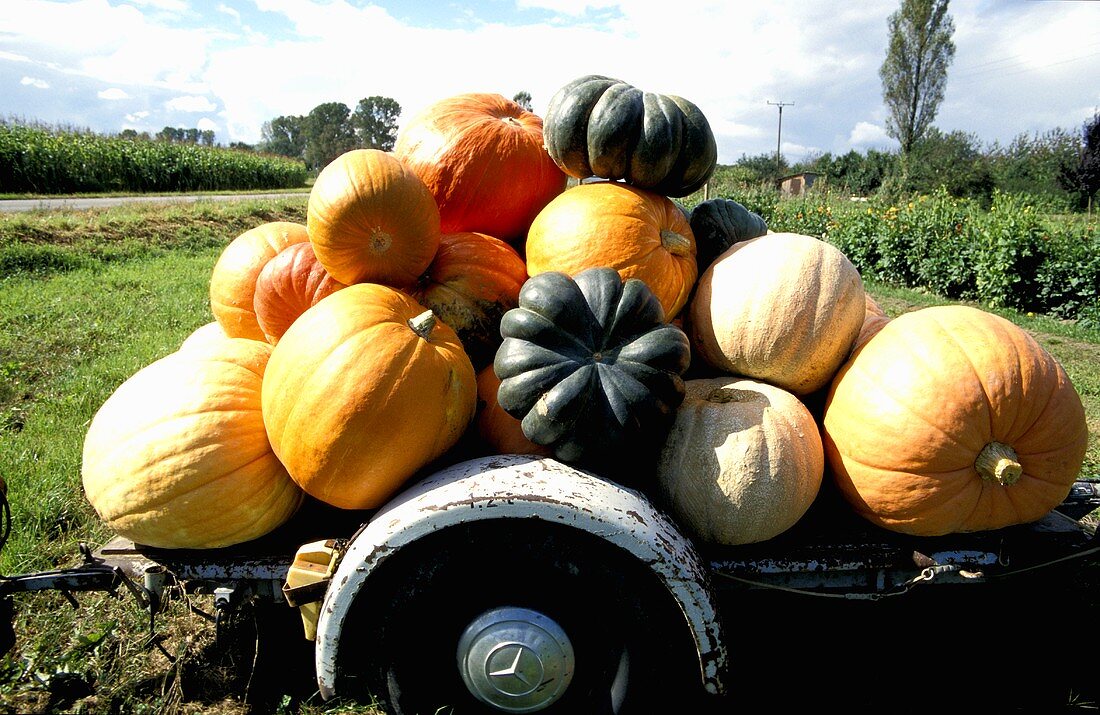 An assortment of pumpkins on a trailer