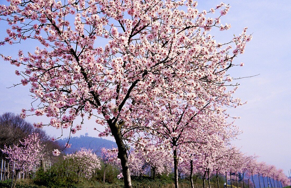 Almond trees in blossom