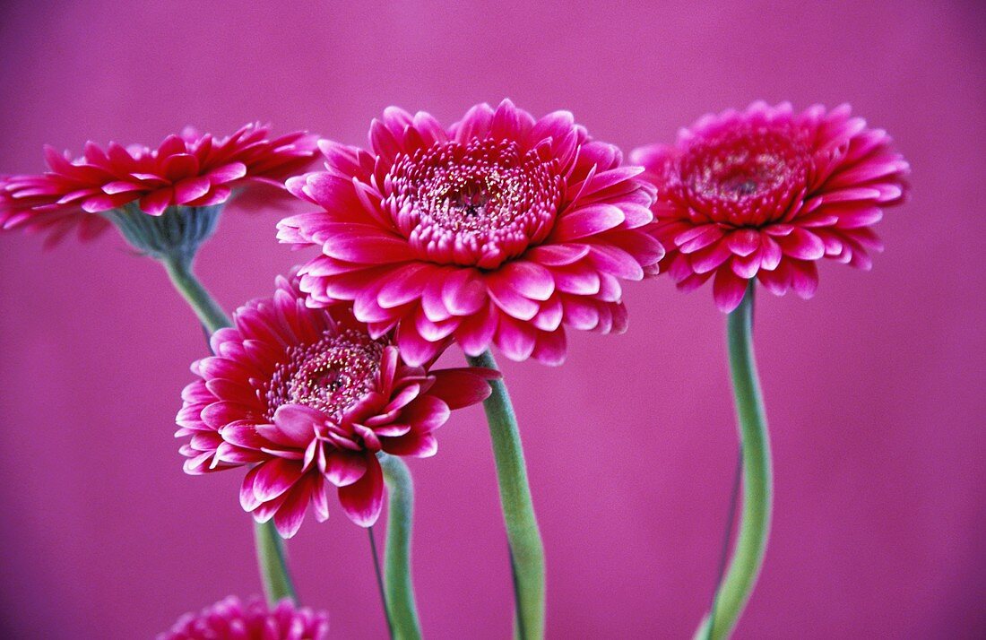 Rosa Gerbera in der Vase