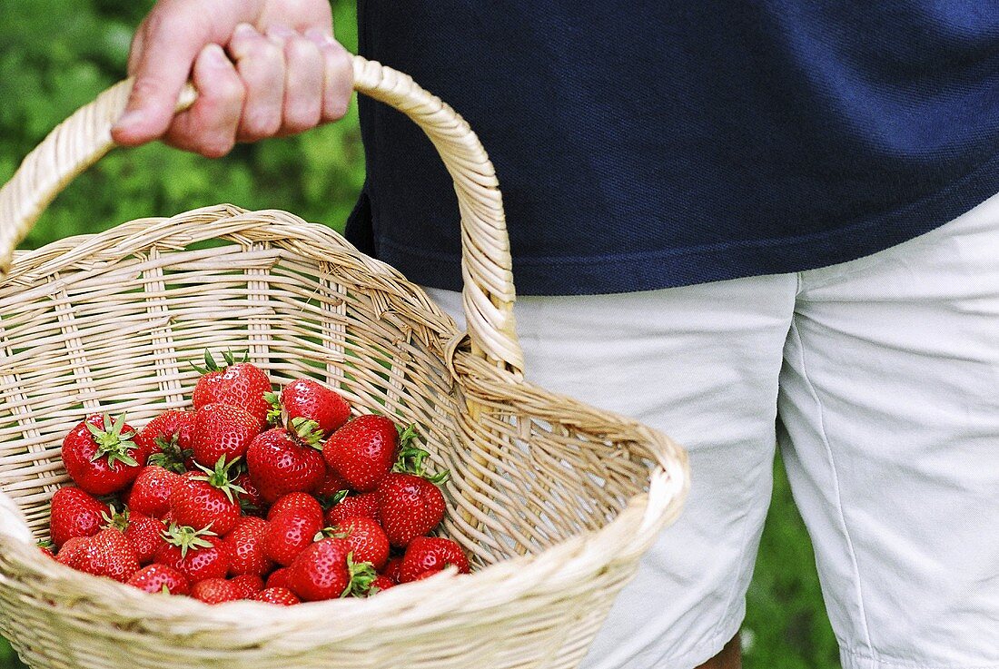 Person carrying a basket of fresh strawberries