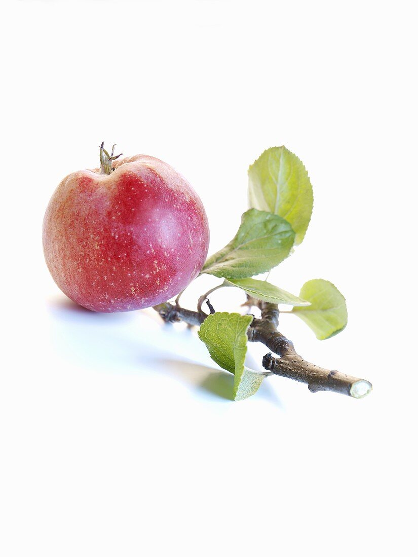 An apple with twig