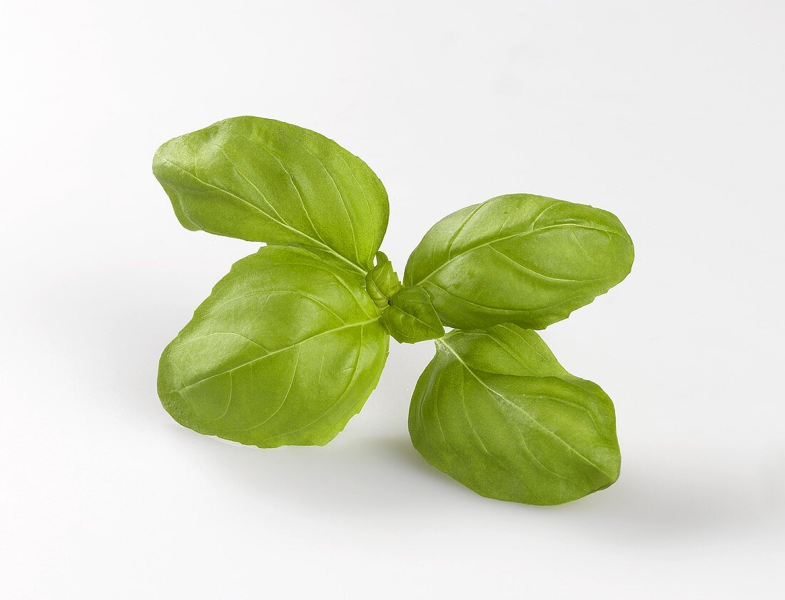 Fresh basil