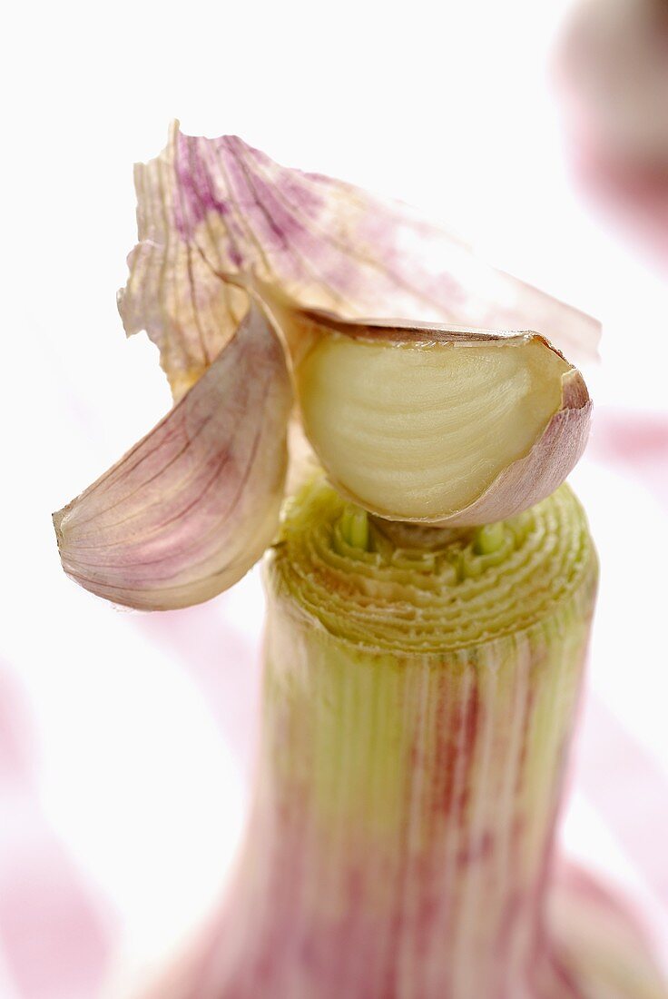 A clove of garlic on the neck of a garlic bulb