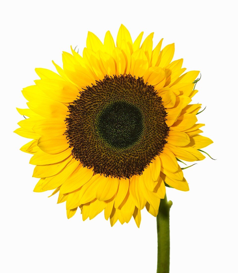 A sunflower