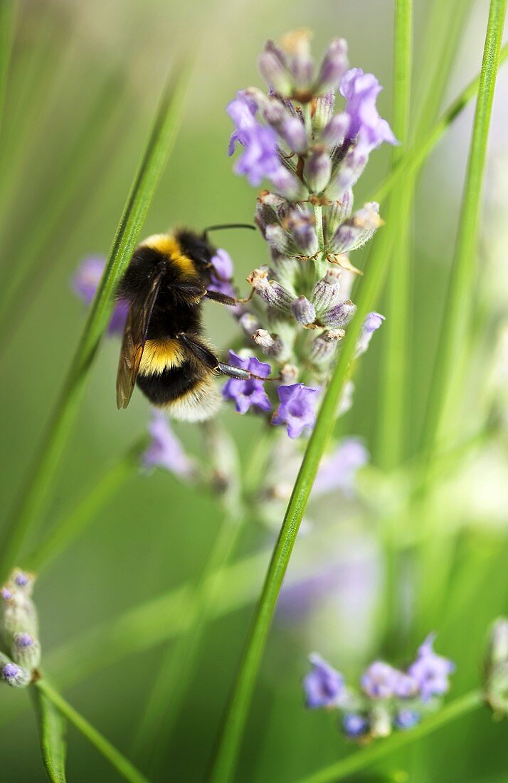 Eine Hummel an Lavendelblüten