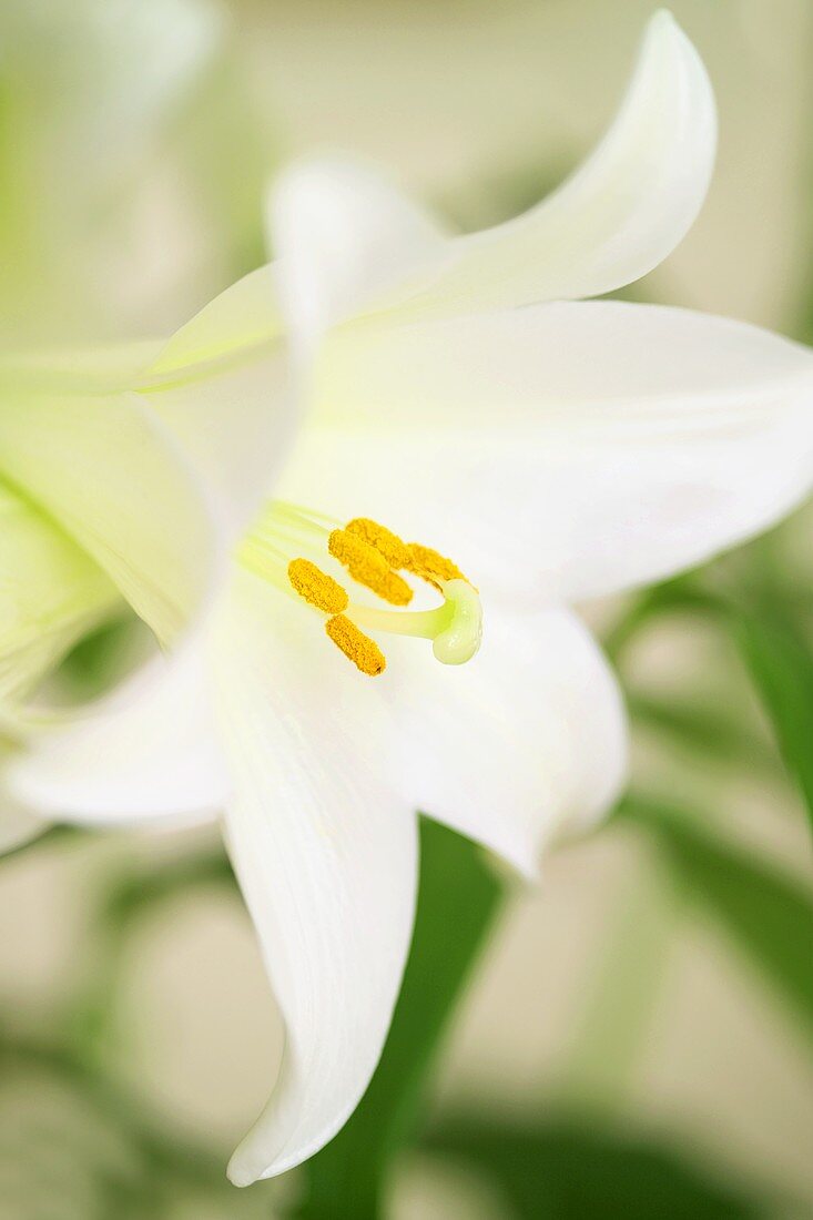 Eine weiße Lilienblüte