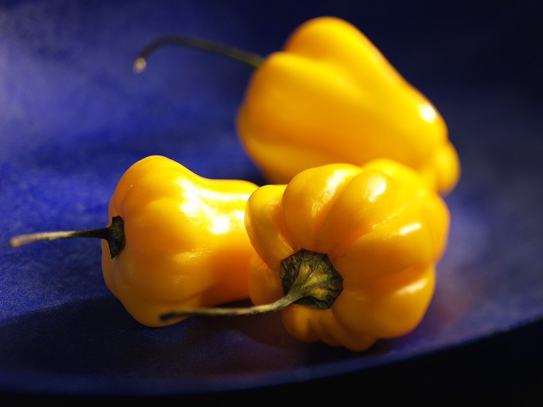 Gelbe Habanero Chilischoten