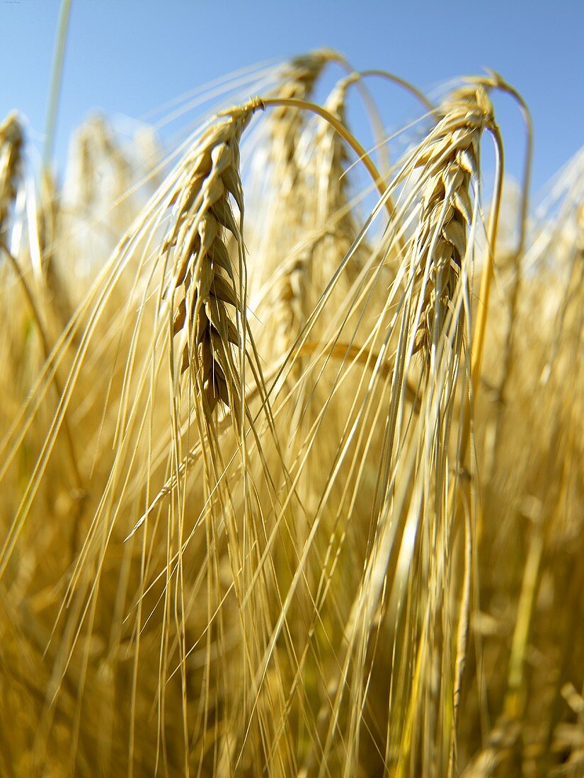 Ears of barley in the field against blue sky