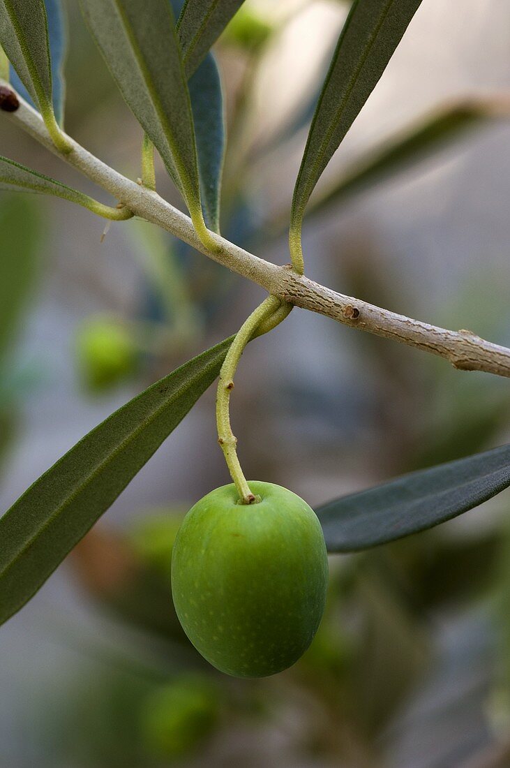 An olive on the tree
