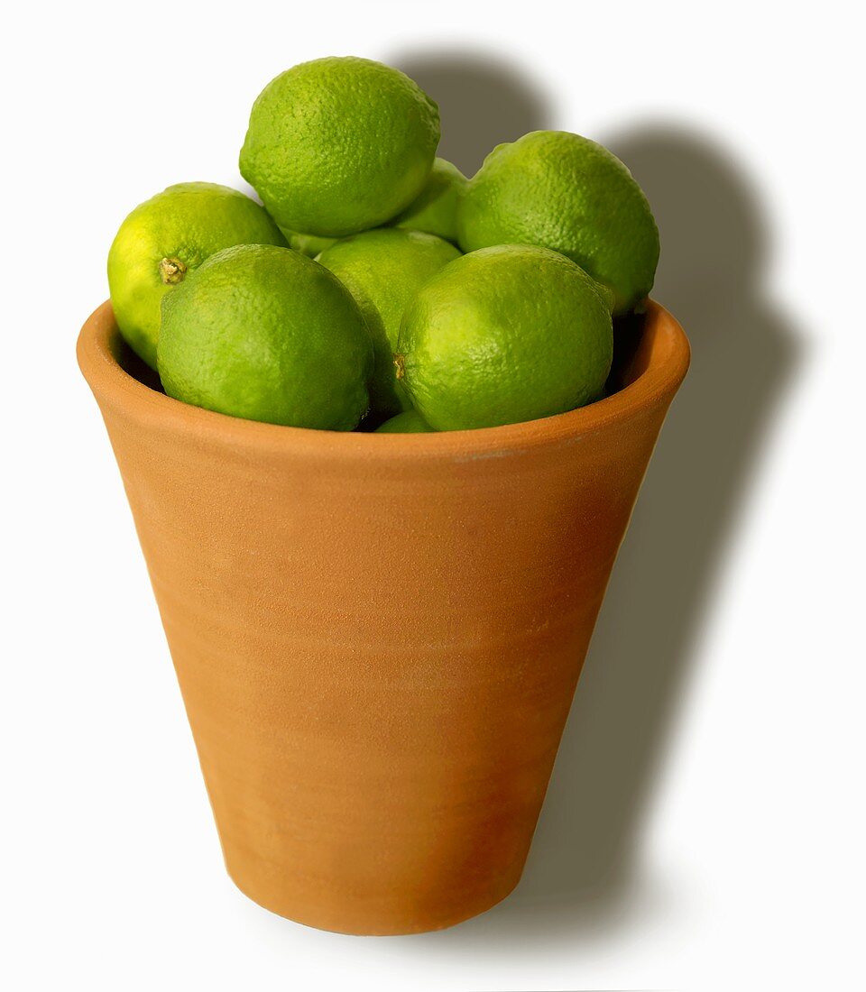 Limes in a terracotta pot
