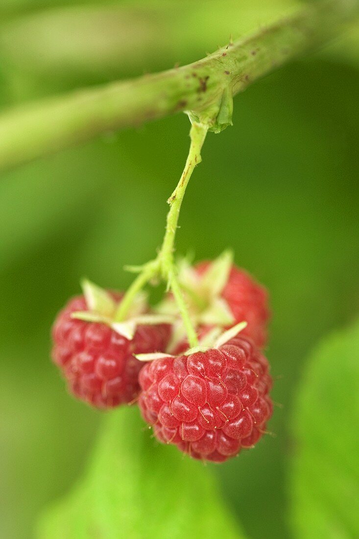 Drei Himbeeren am Strauch