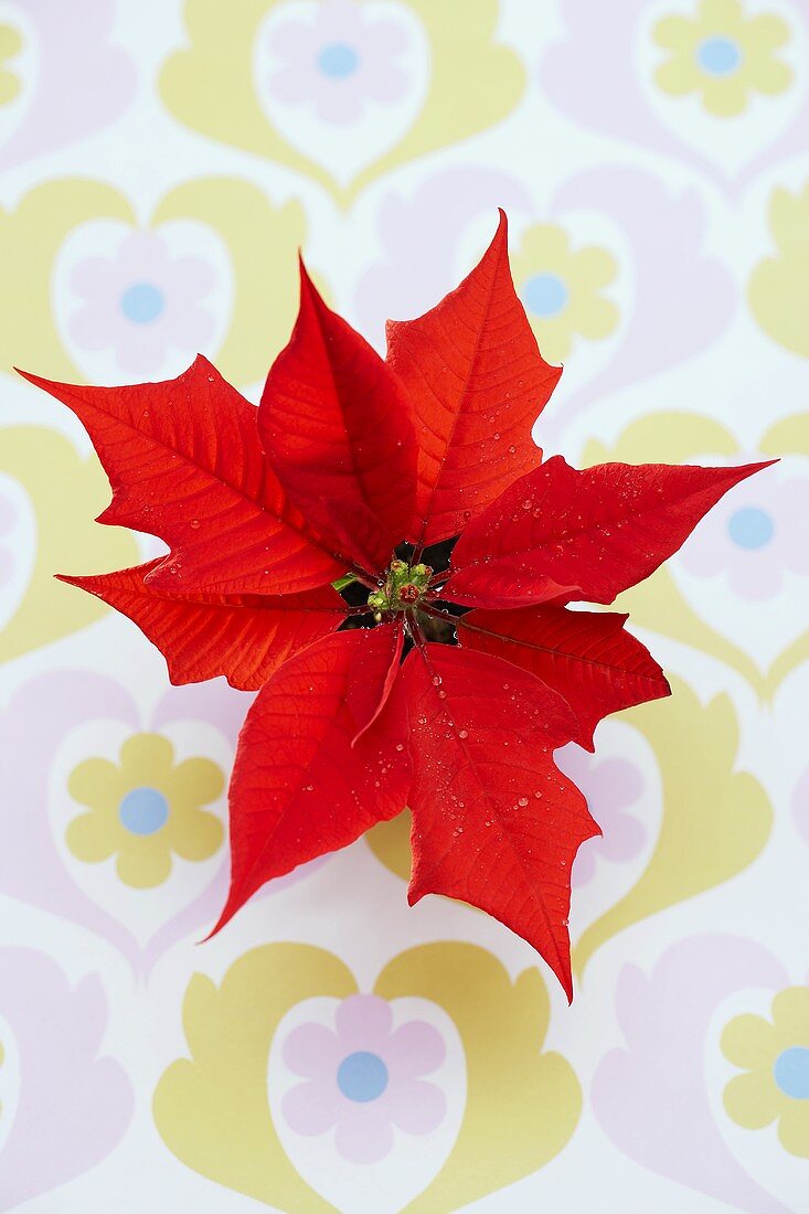 A poinsettia