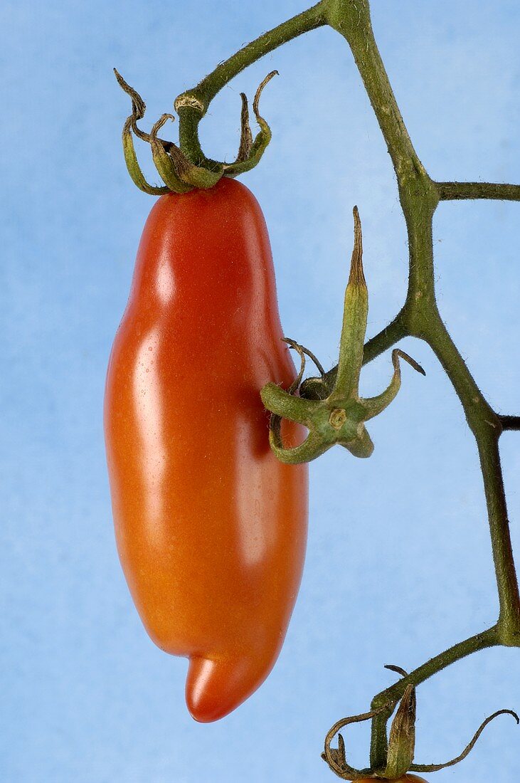 A tomato on the vine ('Bauerntomate aus Honduras')
