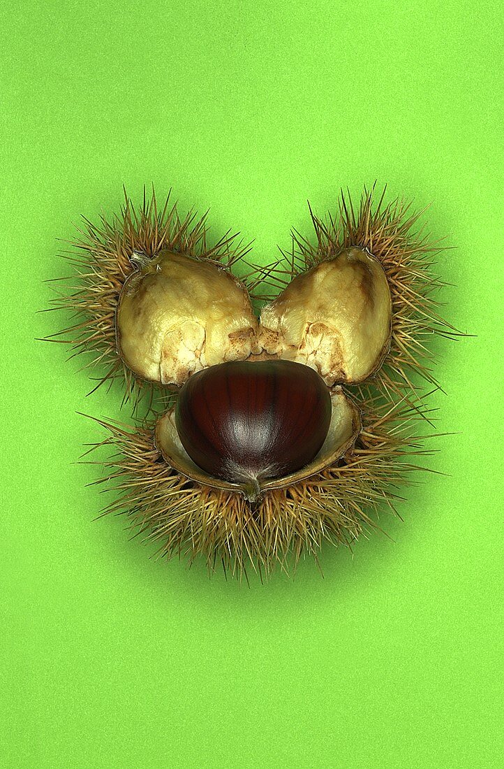 A sweet chestnut with opened shell