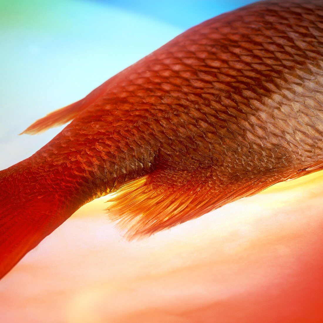 Fish tail