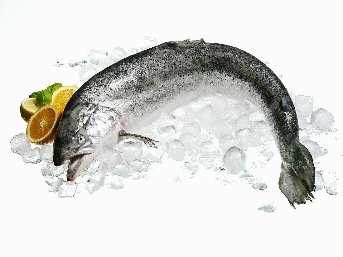 A salmon on ice