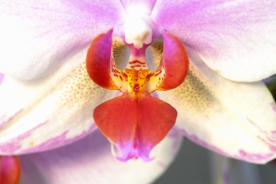 Eine Orchideenblüte