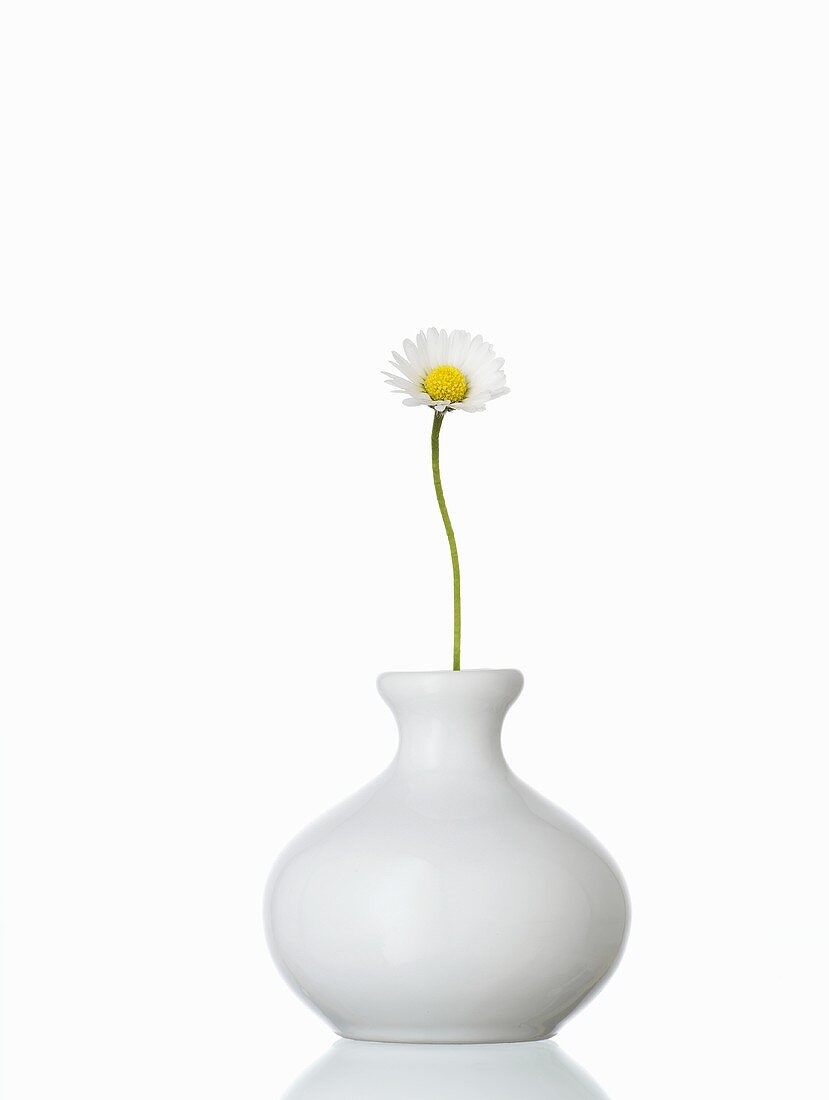 A daisy in a vase