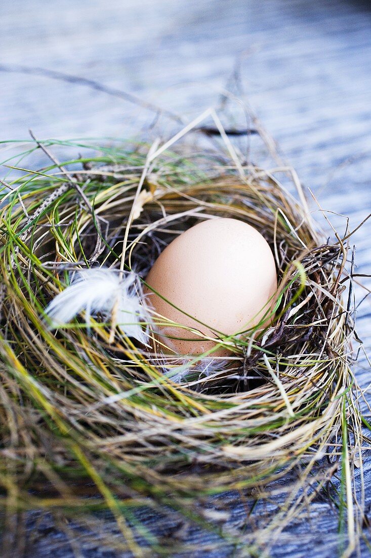 Frisches Ei im Nest aus Heu