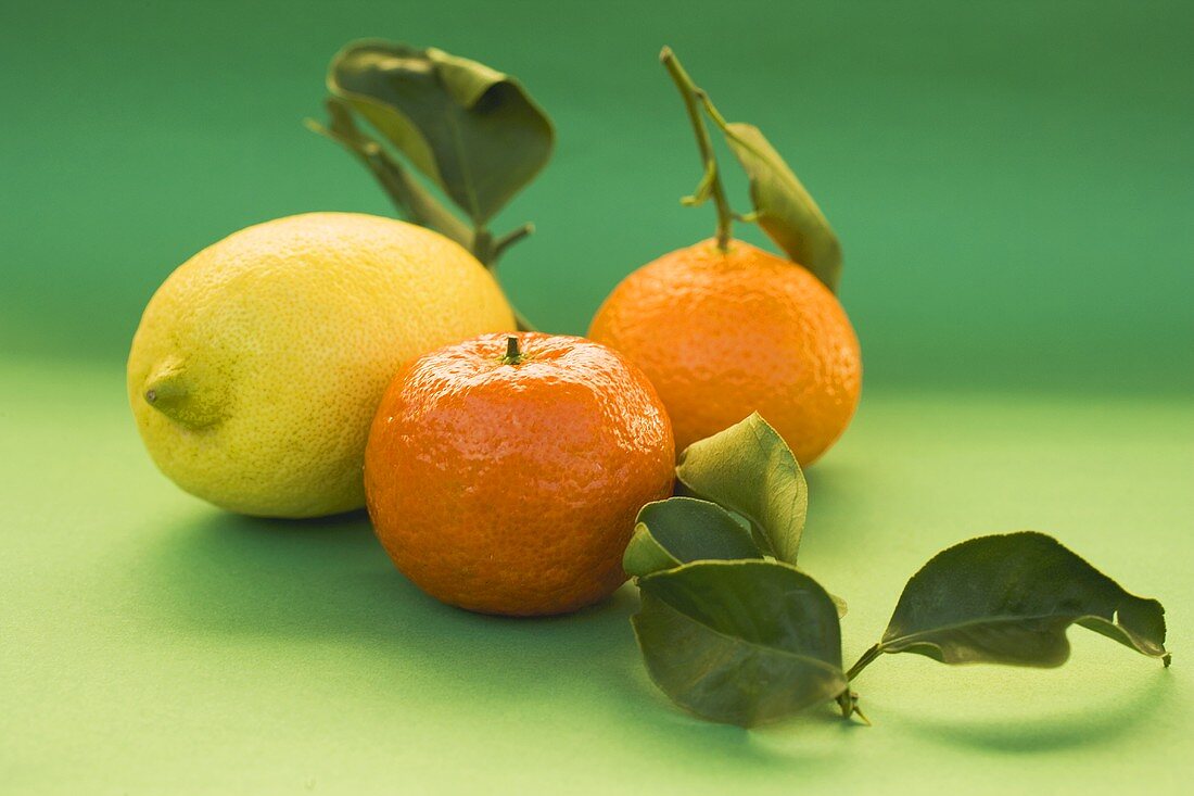 Zitrone und Clementinen mit Blättern