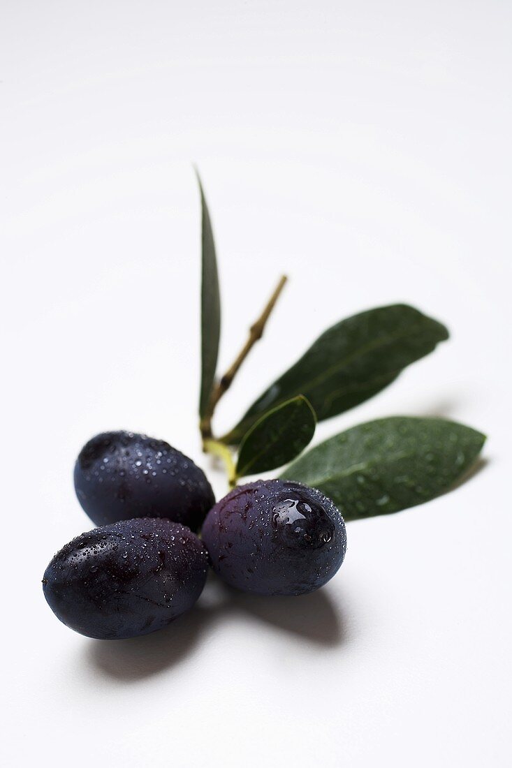 Olive sprig with black olives and leaves