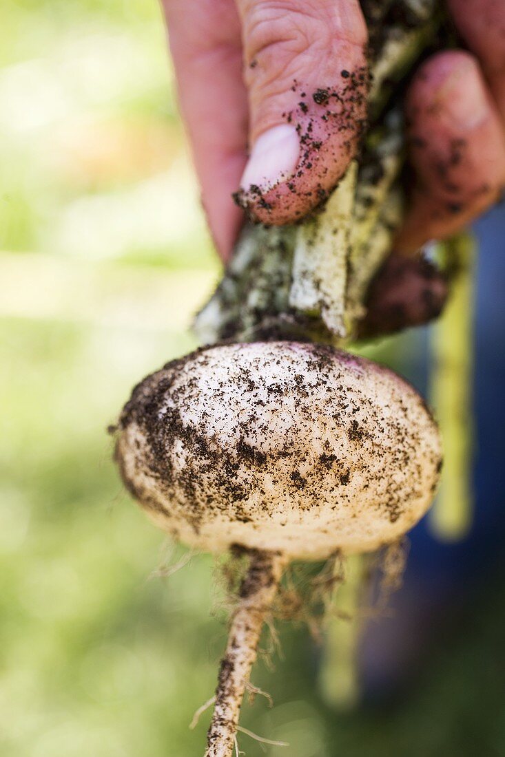 Hand holding freshly picked turnip