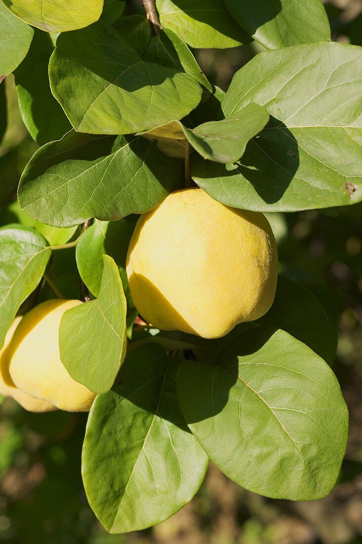 Quinces on the tree