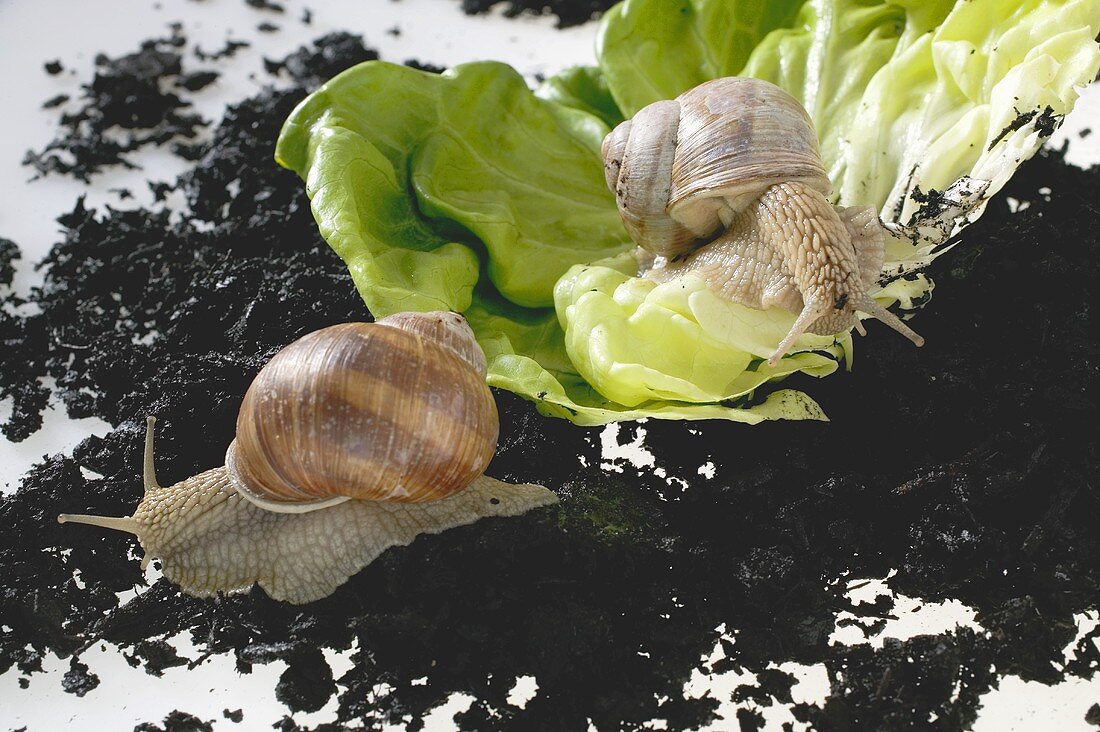 Zwei lebendige Schnecken auf Salatblatt und Erde