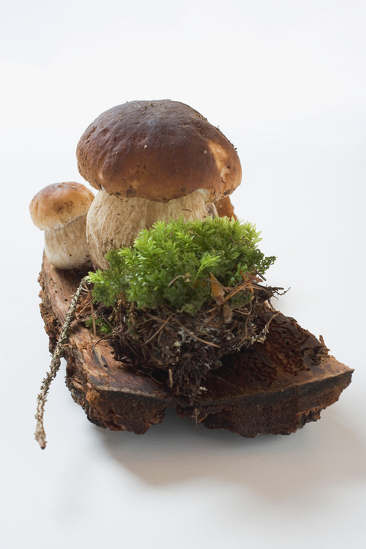 Ceps with soil and moss on tree bark