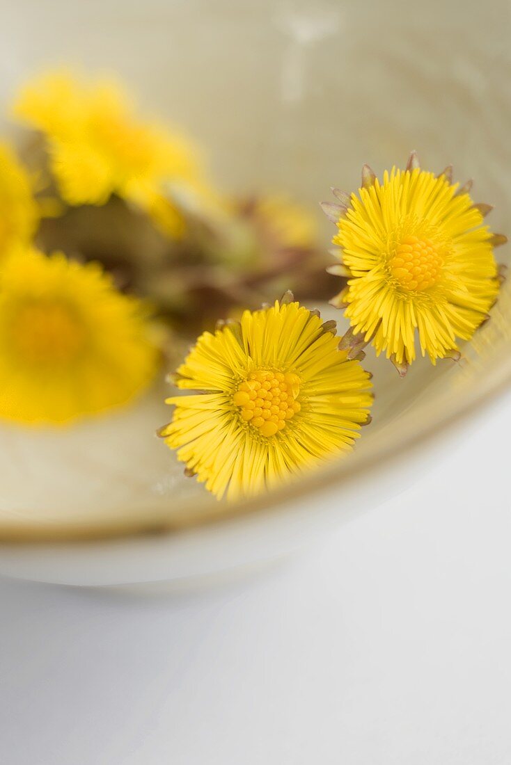 Coltsfoot flowers in a bowl (detail)