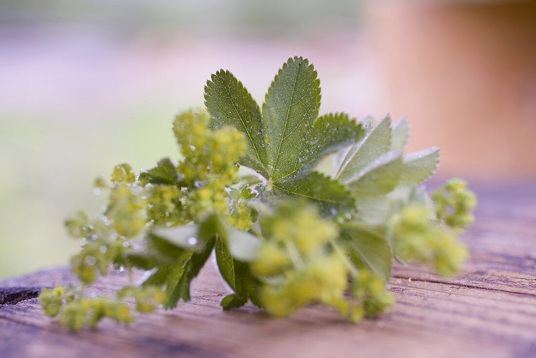 Lady's mantle with drops of water