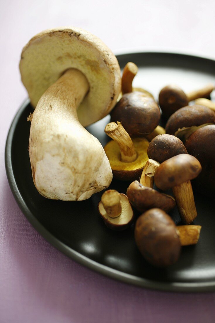 Ceps and bay boletes on brown plate