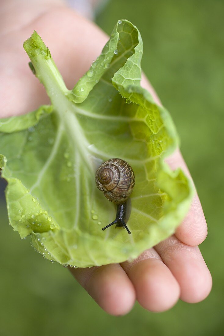 Child's hand holding snail on cabbage leaf (overhead view)