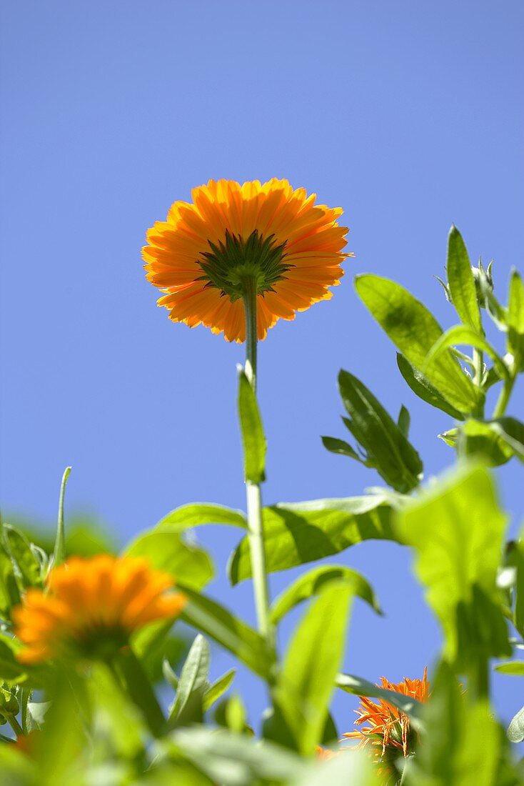 Marigolds in the open air against a blue sky