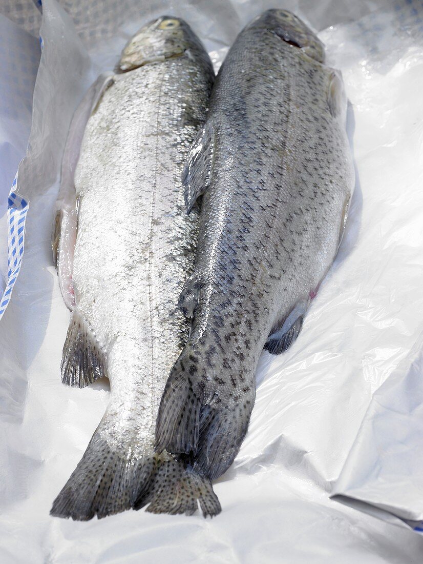 Two fresh trout on paper