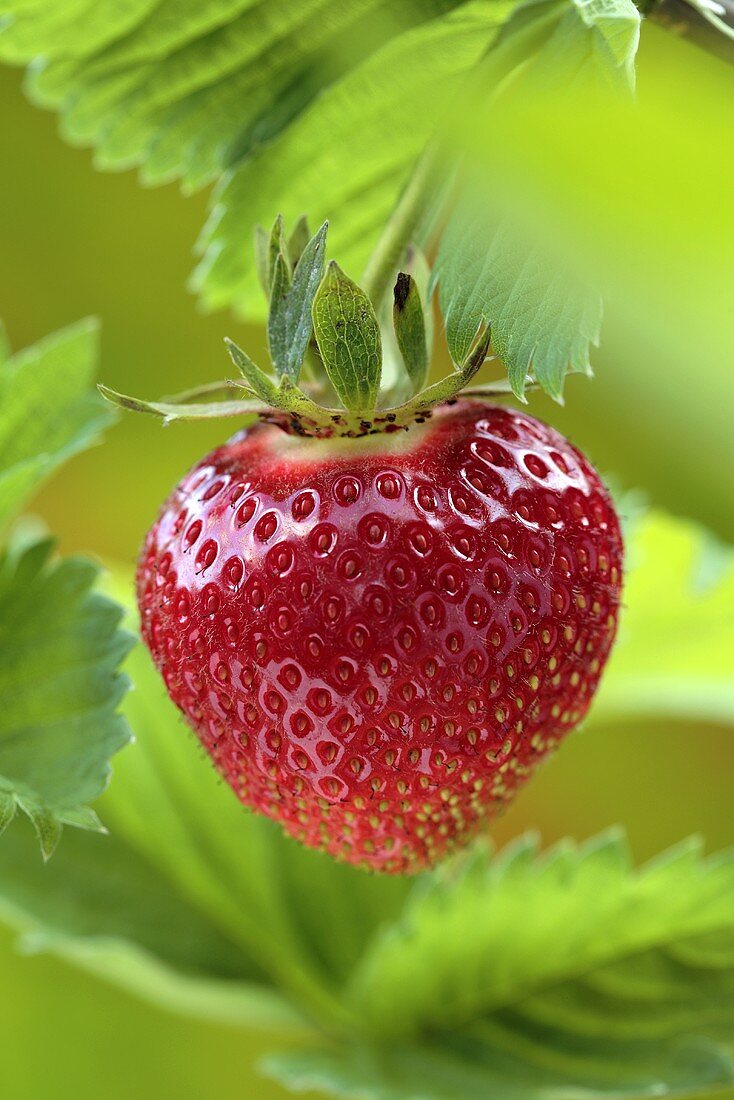 Ripe strawberry on the plant