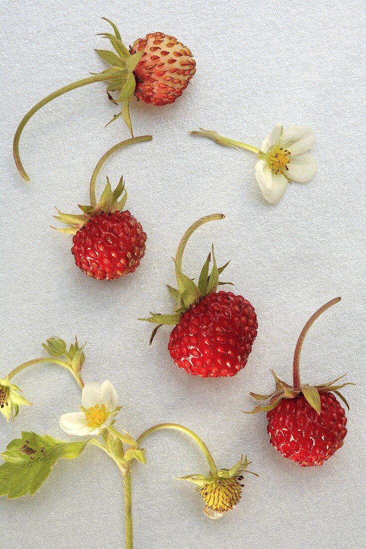 Walderdbeeren mit Blüten