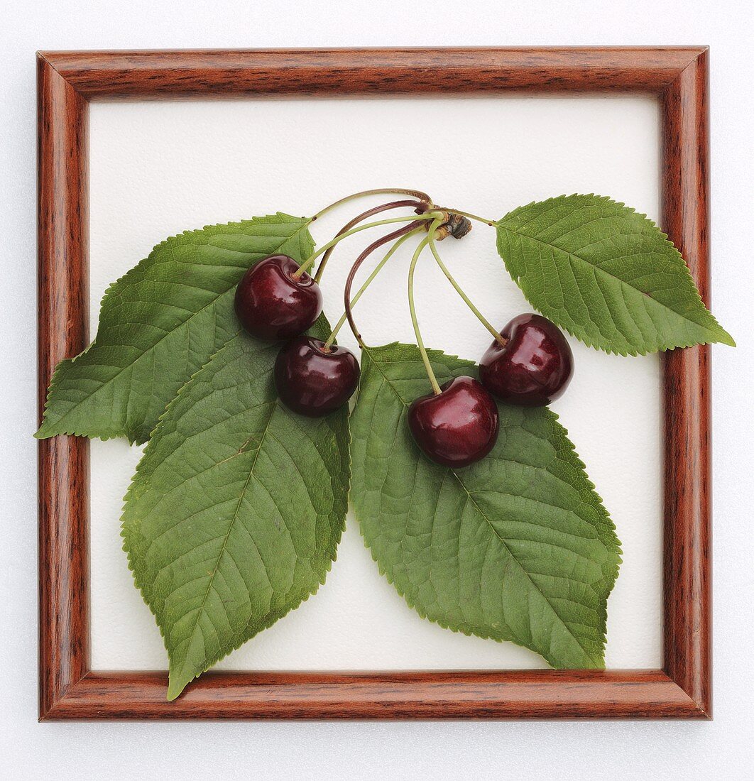 Cherries with leaves in a wooden frame