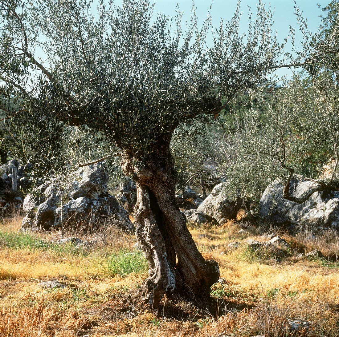 Ein Olivenbaum in Italien