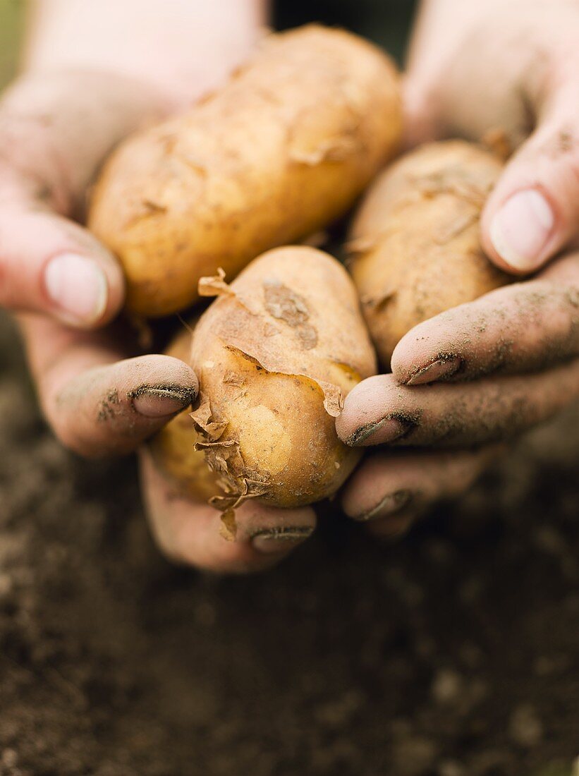 Hände halten frisch geerntete Kartoffeln