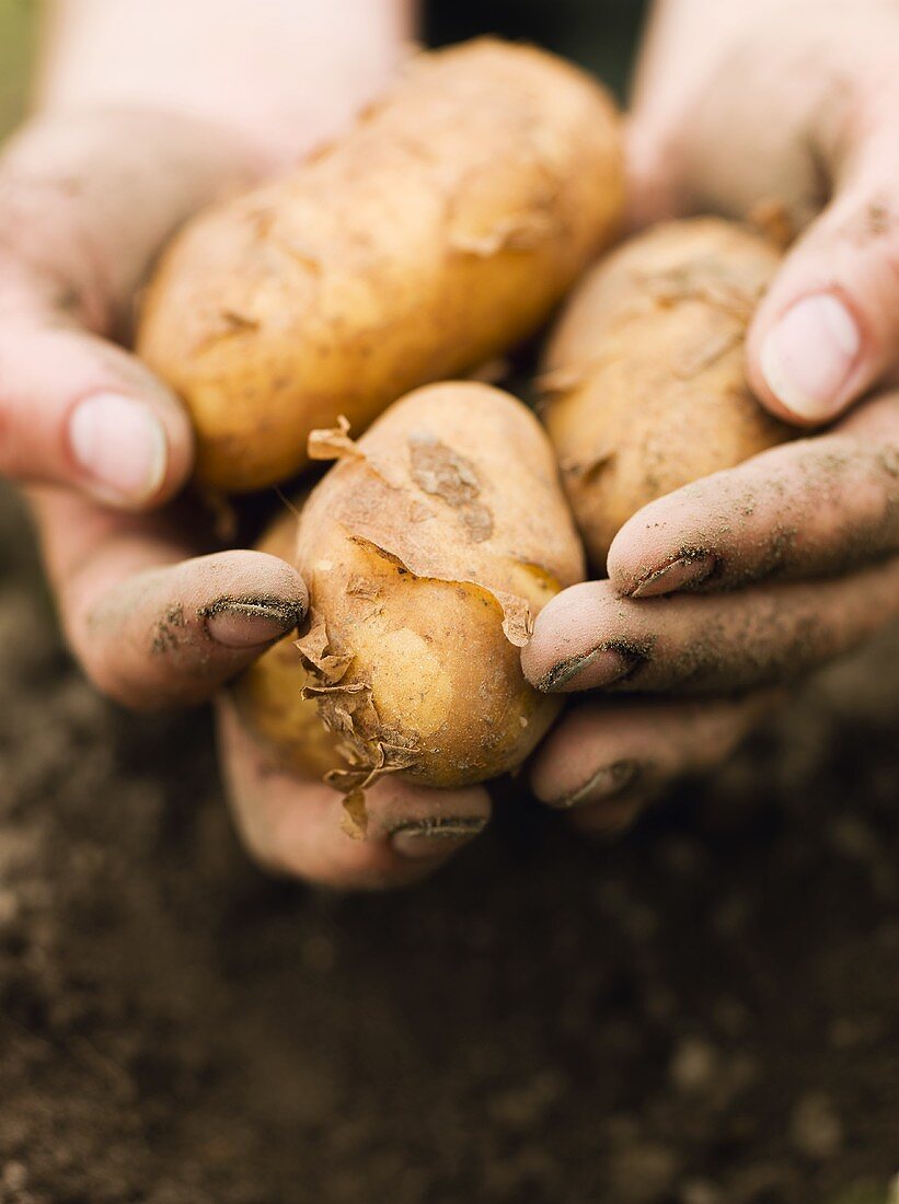 Hands holding freshly dug potatoes