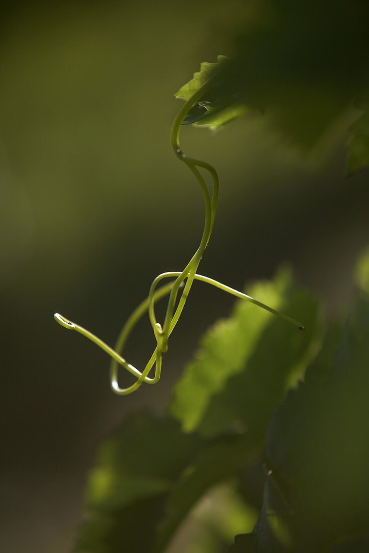 Tendrils on a grape vine