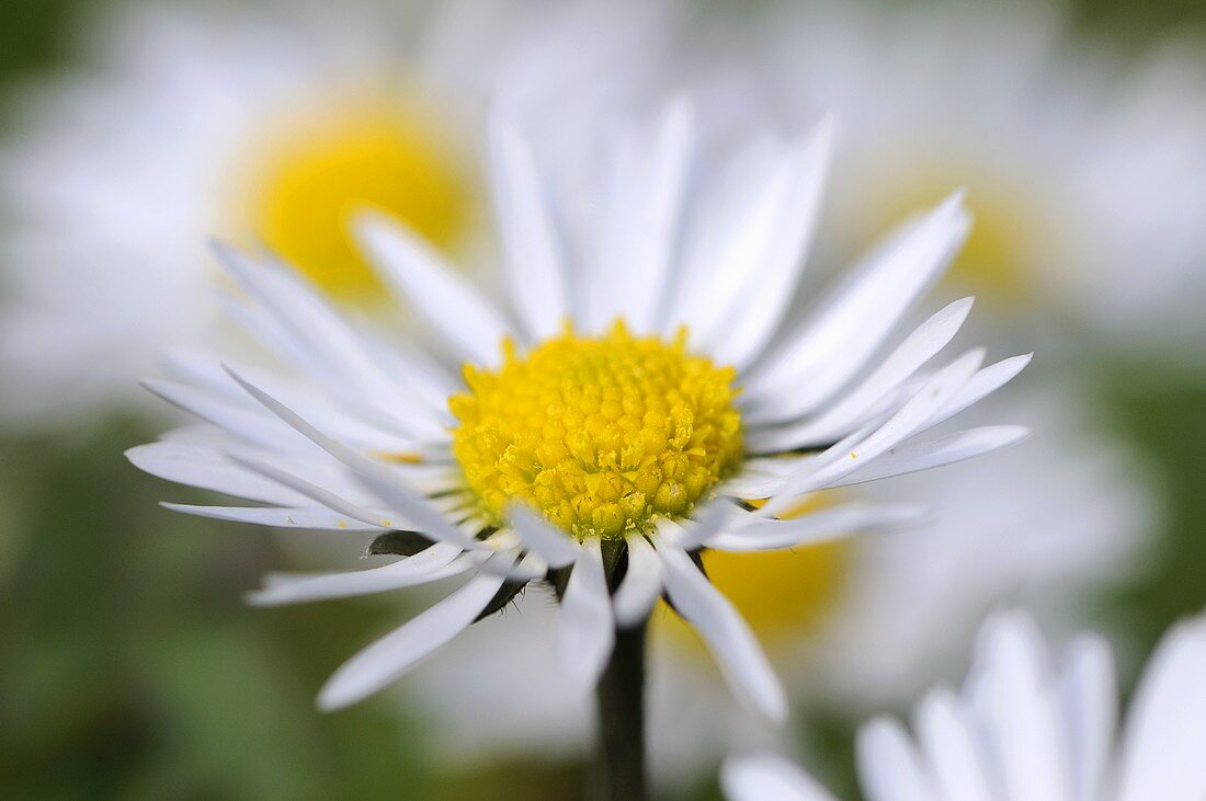 Gänseblümchen (Close Up)